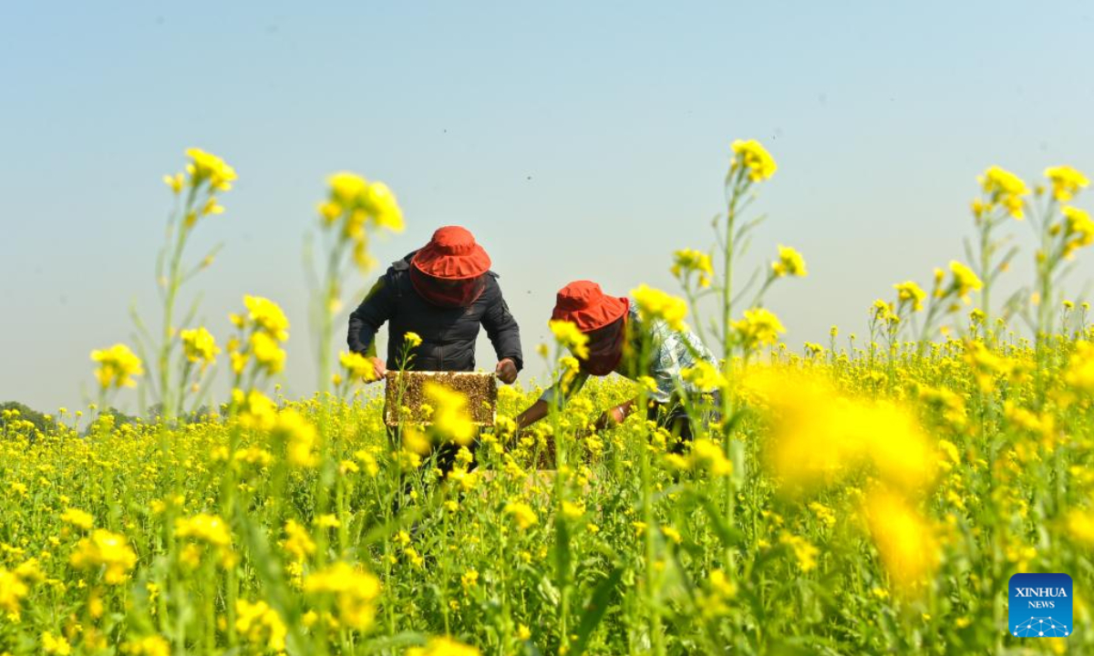 Beekeepers collect honey from beehives at a field in Munshiganj, Bangladesh on Dec 29, 2023. Photo:Xinhua