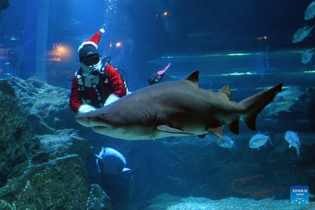 A diver dressed in Santa Claus costumes performs at the Bangkok Ocean World in Bangkok, Thailand, Dec. 19, 2023.(Photo: Xinhua)