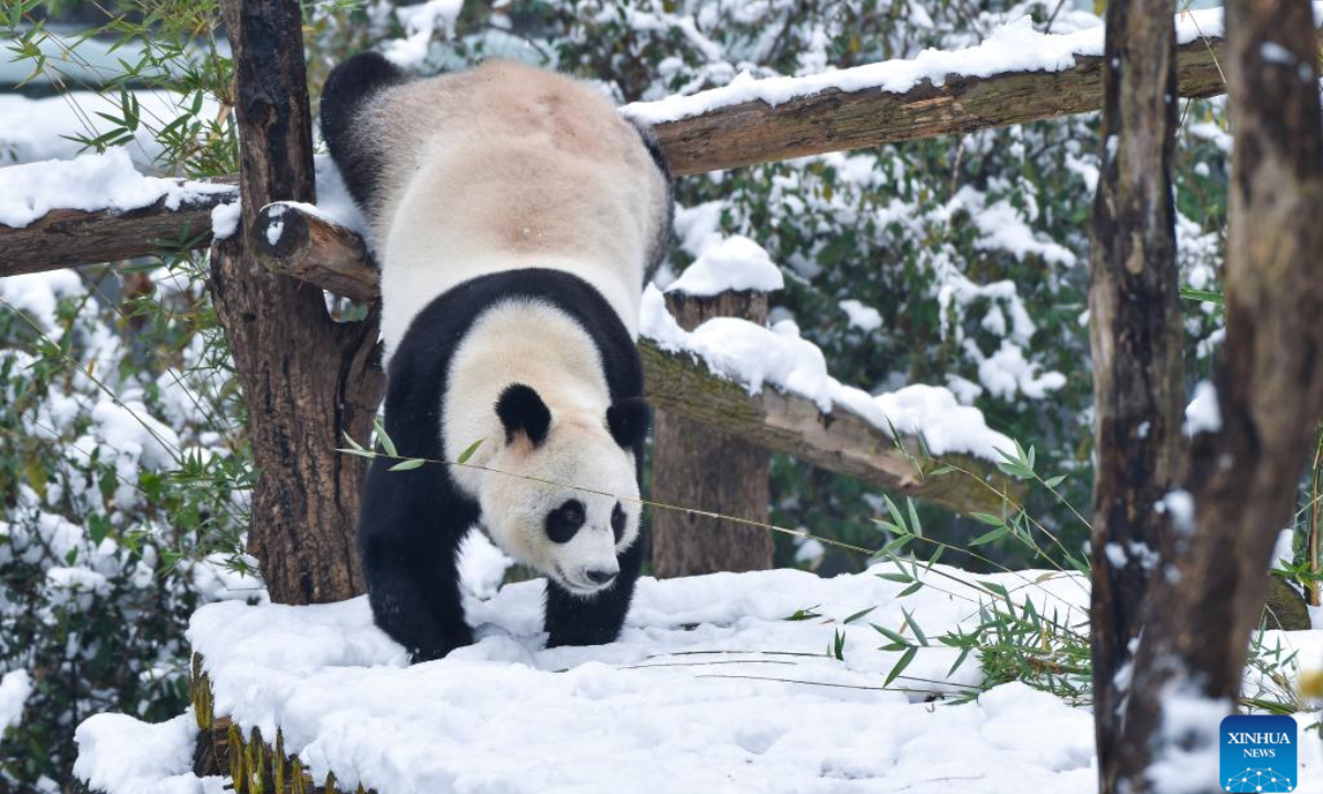 A giant panda has fun in the snow at Hongshan Forest Zoo in Nanjing, capital city of east China's Jiangsu Province, Dec 19, 2023. A rendezvous with snow refreshes the landscapes as winter leaves its steps in most parts of China. Photo:Xinhua