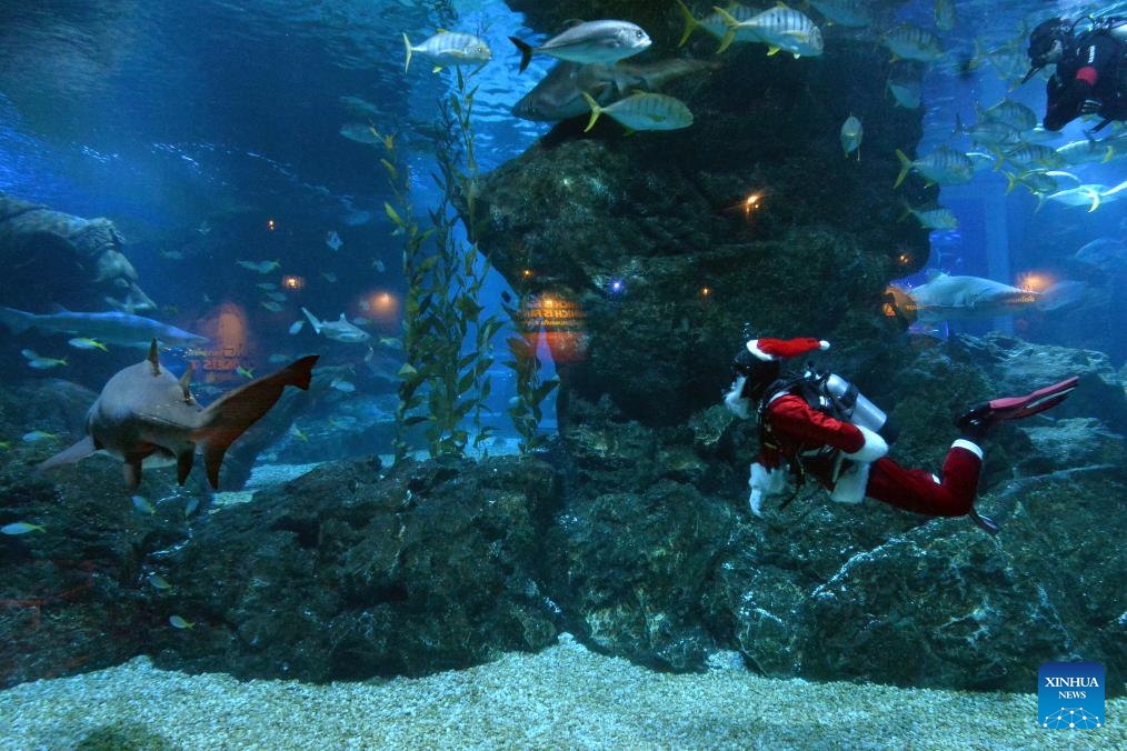 A diver dressed in Santa Claus costumes performs at the Bangkok Ocean World in Bangkok, Thailand, Dec. 19, 2023.(Photo: Xinhua)