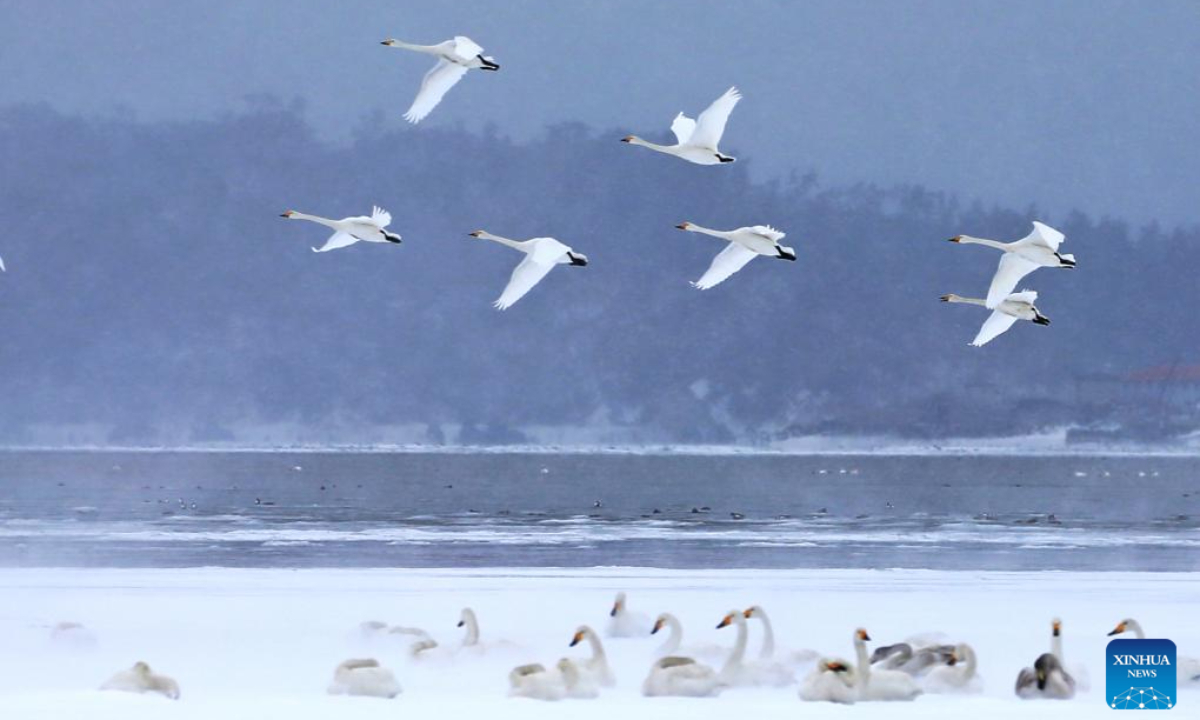 Whooper swans are pictured at a reserve in Rongcheng, east China's Shandong Province, Dec 16, 2023. A rendezvous with snow refreshes the landscapes as winter leaves its steps in most parts of China. Photo:Xinhua