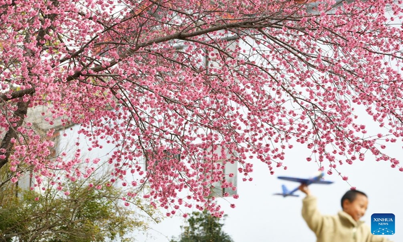 A boy plays near winter cherry blossoms in Yulong Naxi Autonomous County, southwest China's Yunnan Province, Dec. 24, 2023. (Photo by Zhao Qingzu/Xinhua)