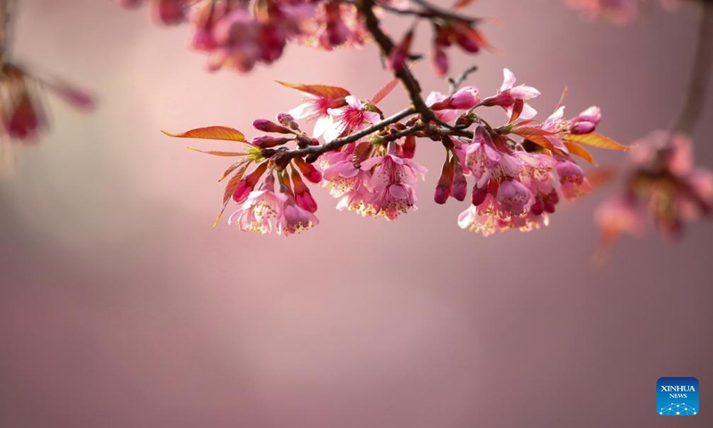 This photo taken on Dec. 24, 2023 shows winter cherry blossoms in Menghai County, southwest China's Yunnan Province. (Photo by Li Yunsheng/Xinhua)