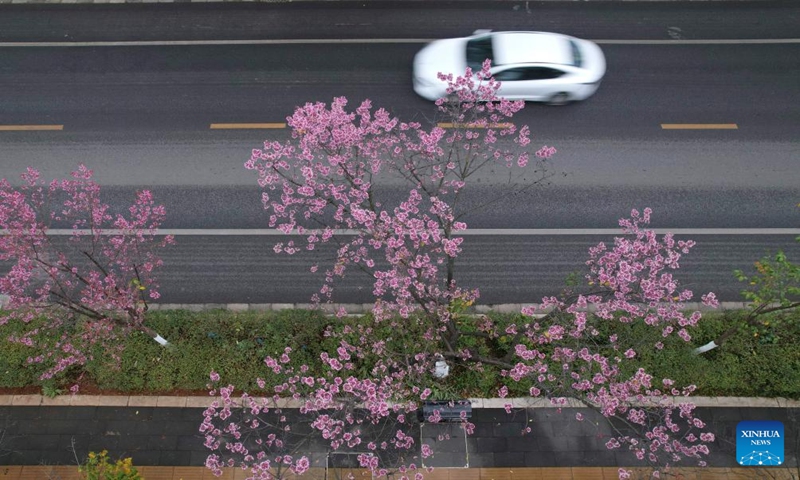 This aerial photo taken on Dec. 24, 2023 shows winter cherry blossoms along a road in Kunming, southwest China's Yunnan Province. (Photo by Zhang Zhengju/Xinhua)