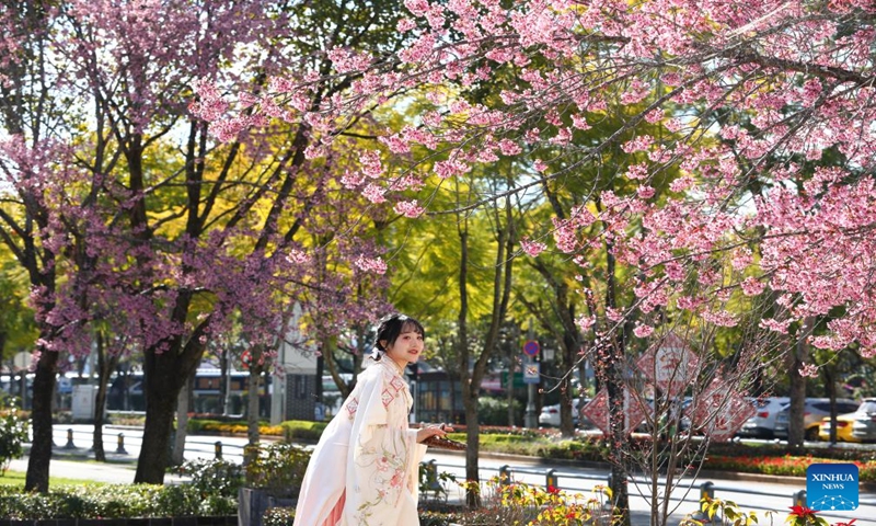 A tourist enjoys the scenery of winter cherry blossoms in Heshun Town of Tengchong, southwest China's Yunnan Province, Dec. 23, 2023. (Photo by Gong Zujin/Xinhua)