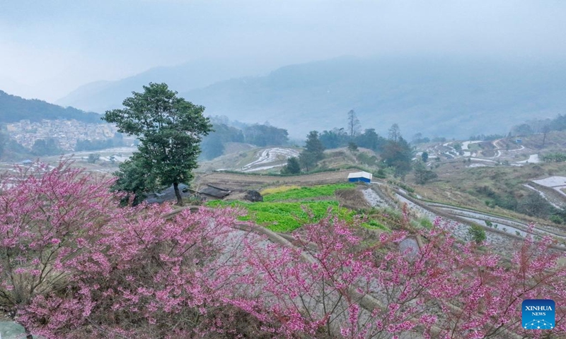 This aerial photo taken on Dec. 24, 2023 shows winter cherry blossoms and terraced fields in Xinjie Town of Yuanyang County in Honghe Hani and Yi Autonomous Prefecture, southwest China's Yunnan Province, (Photo by Zhang Hongke/Xinhua)