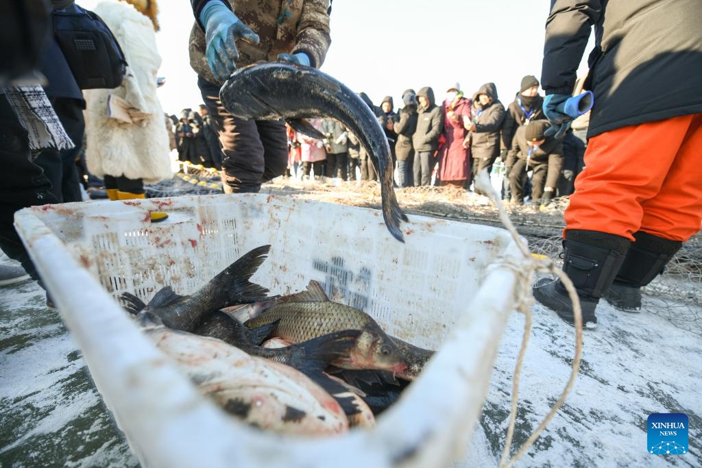 People fish on the frozen Lianhuan Lake in Mongolian Autonomous County of Dorbod, Daqing City, northeast China's Heilongjiang Province, Dec. 27, 2023. The winter fishing event in Heilongjiang Province, featuring more than 25 fishing events across 18 county-level locations, will extend until the end of March of the next year(Photo: Xinhua)