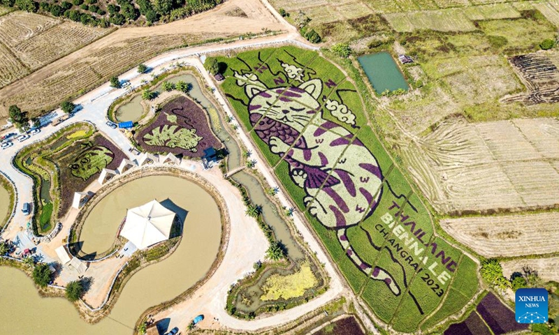 This aerial photo taken on Dec. 30, 2023 shows giant cat patterns at a rice field in Chiang Rai, Thailand. (Photo: Xinhua)