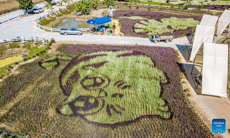 This aerial photo taken on Dec. 30, 2023 shows giant cat patterns at a rice field in Chiang Rai, Thailand. (Photo: Xinhua)