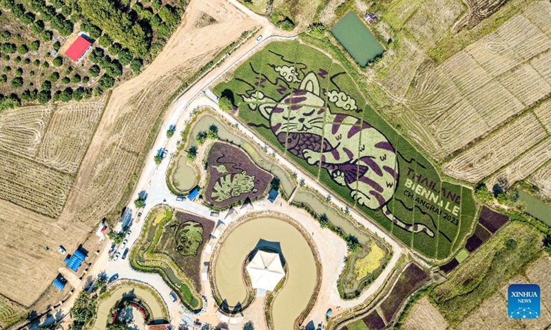 This aerial photo taken on Dec. 30, 2023 shows giant cat patterns at a rice field in Chiang Rai, Thailand. (Photo: Xinhua)