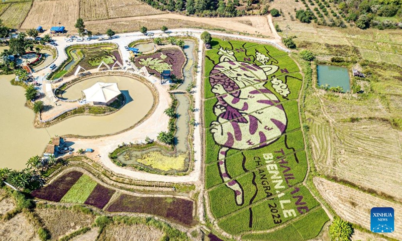 This aerial photo taken on Dec. 30, 2023 shows giant cat patterns at a rice field in Chiang Rai, Thailand. (Photo: Xinhua)