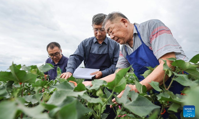 Cotton breeding expert Zhao Guozhong (1st R) and his colleagues conduct hybrid experiments at the national seed breeding base in Hainan at Sanya, south China's Hainan Province, Dec. 29, 2023. Sanya's abundance of sunlight expedites the breeding cycle, drawing numerous researchers from across the country to breed new species of crops every October till the next April. (Photo: Xinhua)