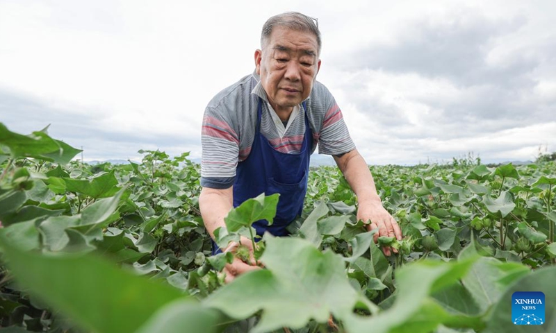 Cotton breeding expert Zhao Guozhong checks the cotton at the national seed breeding base in Hainan at Sanya, south China's Hainan Province, Dec. 29, 2023. Sanya's abundance of sunlight expedites the breeding cycle, drawing numerous researchers from across the country to breed new species of crops every October till the next April. (Photo: Xinhua)