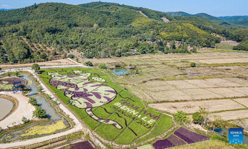 This aerial photo taken on Dec. 30, 2023 shows giant cat patterns at a rice field in Chiang Rai, Thailand. (Photo: Xinhua)