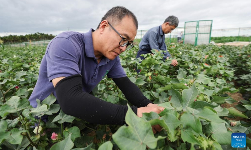 Researchers conduct hybrid experiments at the national seed breeding base in Hainan at Sanya, south China's Hainan Province, Dec. 29, 2023. Sanya's abundance of sunlight expedites the breeding cycle, drawing numerous researchers from across the country to breed new species of crops every October till the next April. (Photo: Xinhua)