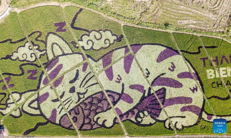 This aerial photo taken on Dec. 30, 2023 shows giant cat patterns at a rice field in Chiang Rai, Thailand. (Photo: Xinhua)