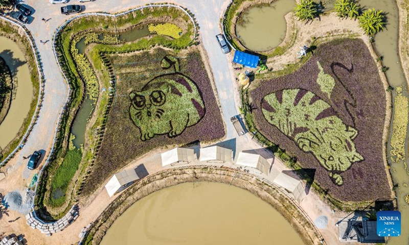 This aerial photo taken on Dec. 30, 2023 shows giant cat patterns at a rice field in Chiang Rai, Thailand. (Photo: Xinhua)