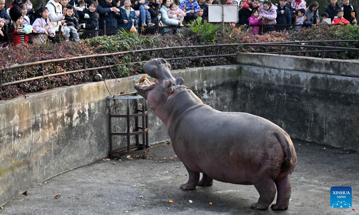 Tourists look at a hippopotamus at the Hefei Wildlife Park in Hefei, east China's Anhui Province, Dec. 30, 2023. The three-day 2024 New Year holiday started on Saturday in China. (Photo: Xinhua)