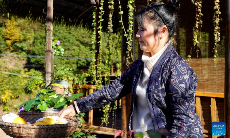 Yin Ping dries persimmons in Fangshiping Village of Huaihua City, central China's Hunan Province, Nov. 20, 2023. (Photo:Xinhua)