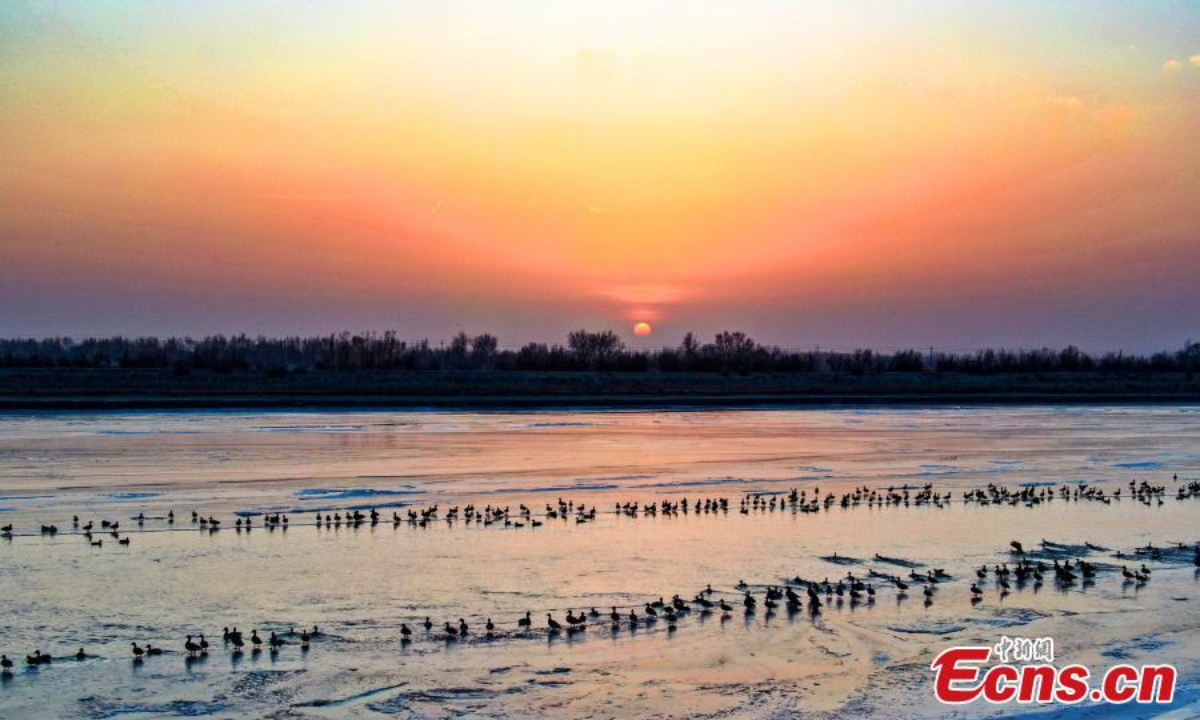 A flock of wild ducks swim on the half frozen Aksu River in northwest China's Xinjiang Uyghur Autonomous Region, adding beauty to the river in winter. Photo:China News Service