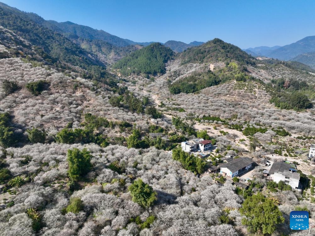 This aerial photo taken on Jan. 4, 2024 shows tourists enjoying green plum flowers in Yongtai County of Fuzhou, southeast China's Fujian Province. Green plum trees has entered blossom season recently in Yongtai County, a main green plum production area in Fujian Province.(Photo: Xinhua)