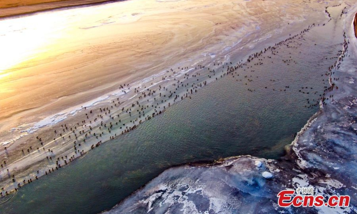 A flock of wild ducks swim on the half frozen Aksu River in northwest China's Xinjiang Uyghur Autonomous Region, adding beauty to the river in winter. Photo:China News Service