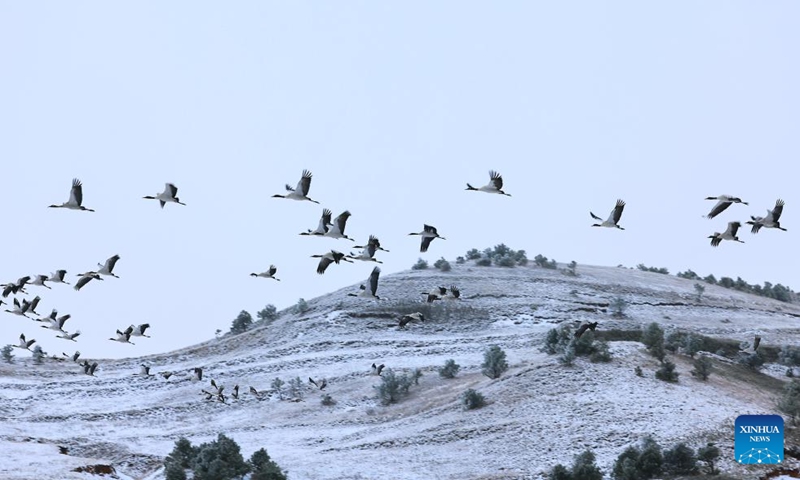 This photo taken on Jan. 3, 2024 shows black-necked cranes at the Yunnan Dashanbao national nature reserve, southwest China's Yunnan Province. The nature reserve witnessed its first snow of this new year on Wednesday.(Photo: Xinhua)