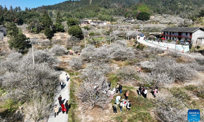 This aerial photo taken on Jan. 4, 2024 shows tourists enjoying green plum flowers in Yongtai County of Fuzhou, southeast China's Fujian Province. Green plum trees has entered blossom season recently in Yongtai County, a main green plum production area in Fujian Province.(Photo: Xinhua)