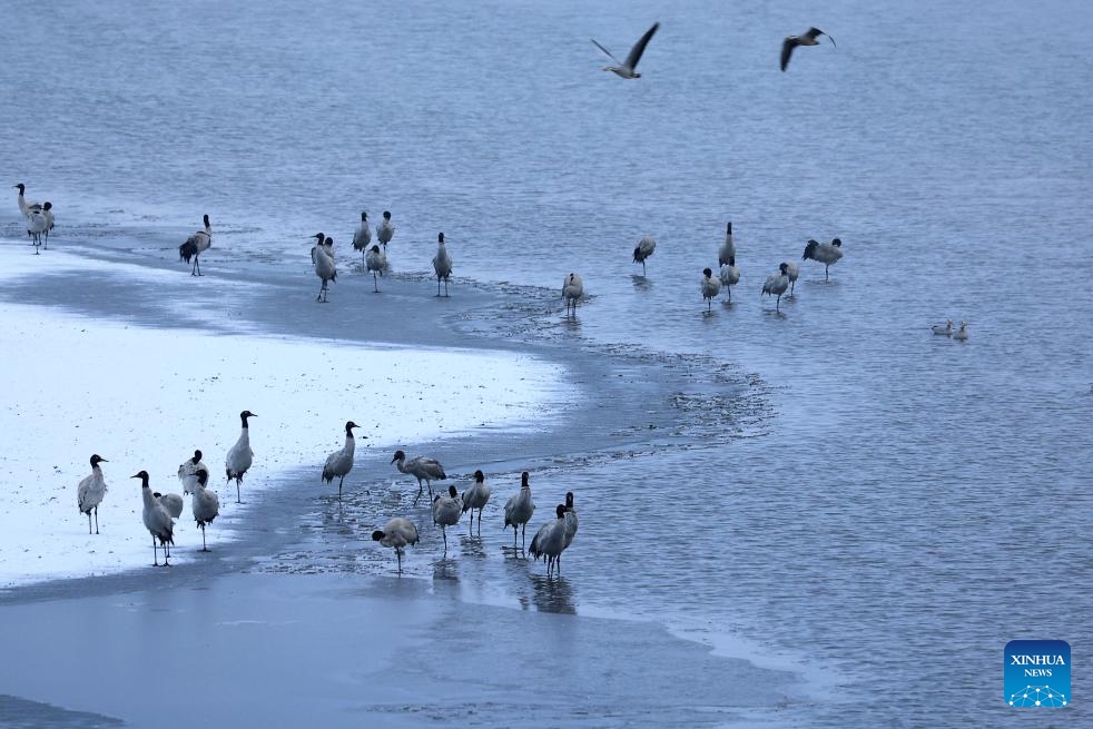 This photo taken on Jan. 3, 2024 shows black-necked cranes at the Yunnan Dashanbao national nature reserve, southwest China's Yunnan Province. The nature reserve witnessed its first snow of this new year on Wednesday.(Photo: Xinhua)