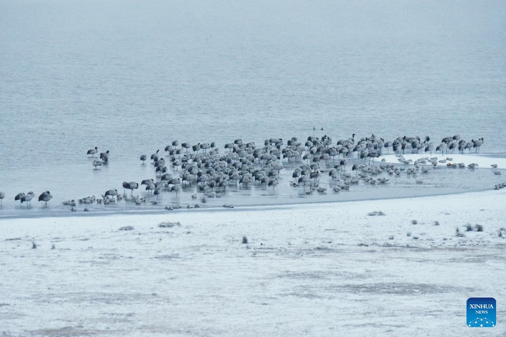 This photo taken on Jan. 3, 2024 shows black-necked cranes at the Yunnan Dashanbao national nature reserve, southwest China's Yunnan Province. The nature reserve witnessed its first snow of this new year on Wednesday.(Photo: Xinhua)