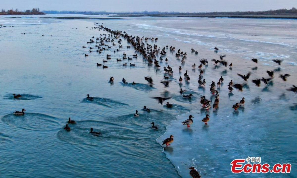 A flock of wild ducks swim on the half frozen Aksu River in northwest China's Xinjiang Uyghur Autonomous Region, adding beauty to the river in winter. Photo:China News Service