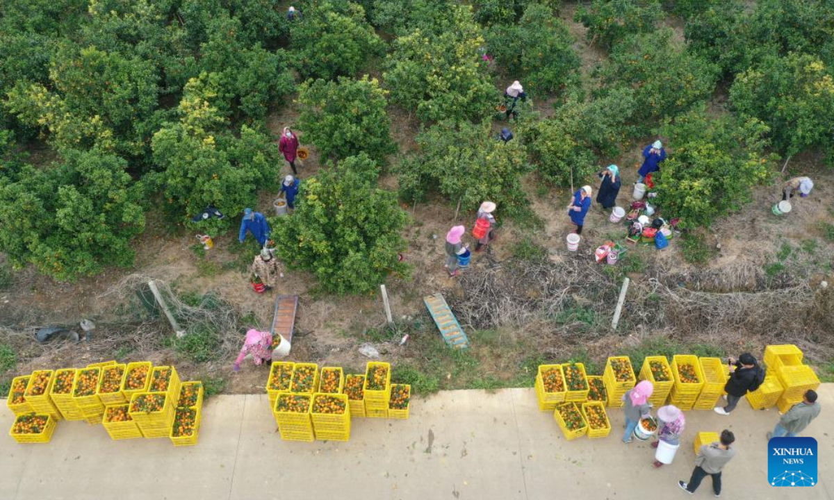 This aerial photo taken on Jan 5, 2024 shows villagers picking 