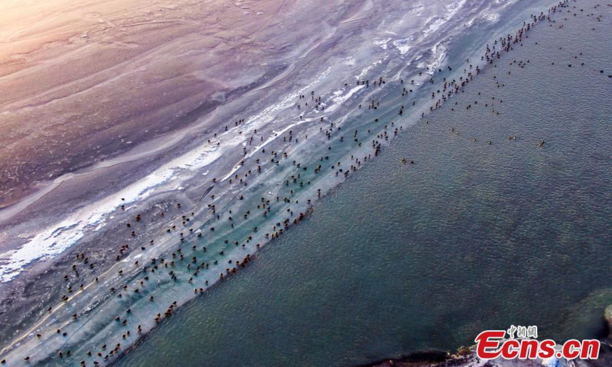 A flock of wild ducks swim on the half frozen Aksu River in northwest China's Xinjiang Uyghur Autonomous Region, adding beauty to the river in winter. Photo:China News Service