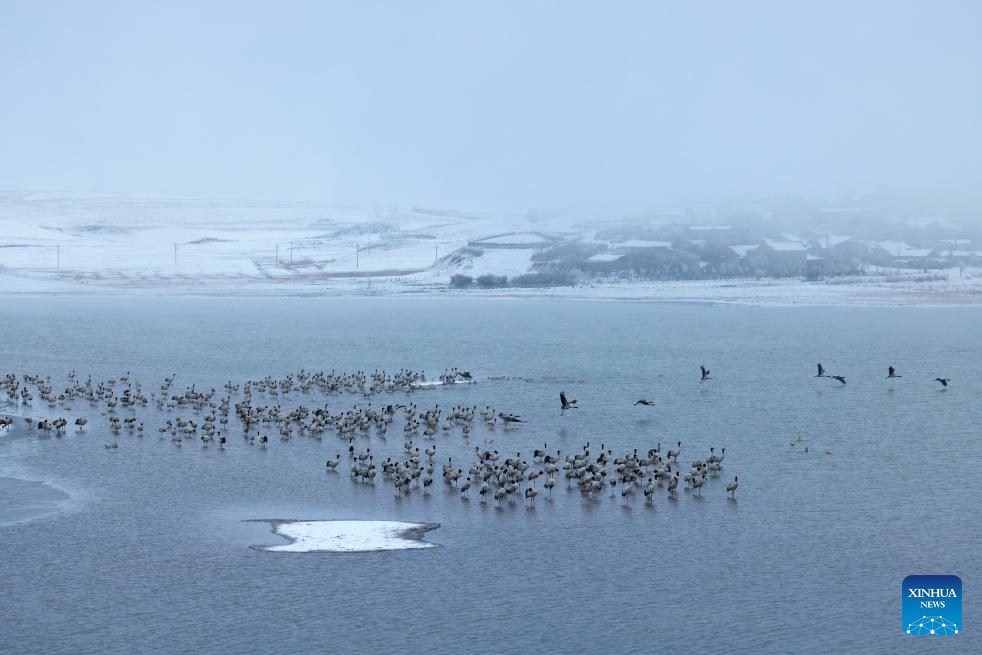 This photo taken on Jan. 3, 2024 shows black-necked cranes at the Yunnan Dashanbao national nature reserve, southwest China's Yunnan Province. The nature reserve witnessed its first snow of this new year on Wednesday.(Photo: Xinhua)