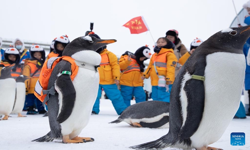 Children from south China's Guangxi Zhuang Autonomous Region meet with penguins as they visit the Harbin Polarpark in Harbin, northeast China's Heilongjiang Province, Jan. 6, 2024. These cute kids, nicknamed little sugar tangerines (a specialty produce of Guangxi) by netizens in China, have attracted millions of eyes during their trip to the northeast part of the country. (Xinhua/Wang Jianwei)