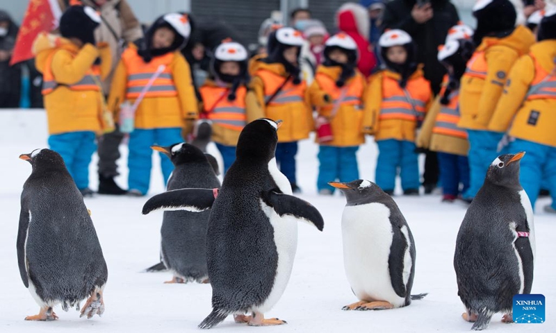 Children from south China's Guangxi Zhuang Autonomous Region meet with penguins as they visit the Harbin Polarpark in Harbin, northeast China's Heilongjiang Province, Jan. 6, 2024. These cute kids, nicknamed little sugar tangerines (a specialty produce of Guangxi) by netizens in China, have attracted millions of eyes during their trip to the northeast part of the country. (Xinhua/Wang Jianwei)