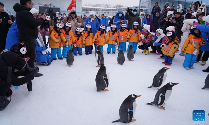 Children from south China's Guangxi Zhuang Autonomous Region meet with penguins as they visit the Harbin Polarpark in Harbin, northeast China's Heilongjiang Province, Jan. 6, 2024. These cute kids, nicknamed little sugar tangerines (a specialty produce of Guangxi) by netizens in China, have attracted millions of eyes during their trip to the northeast part of the country. (Xinhua/Wang Jianwei)