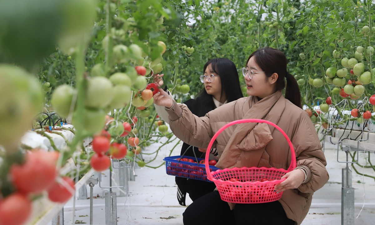 Workers pick tomatoes at a smart agricultural park in Taizhou, East China's Zhejiang Province on January 8, 2024. With the help of modern technologies such as 5G, the agricultural sector can realize hydroponic cultivation, and digital seedling cultivation, which further drive the high-quality development of the sector. Photo: cnsphoto