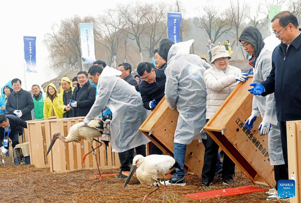 Staff members release oriental white storks and other birds into the wild at Poyang Lake Wetland Park in Poyang County of Shangrao City, east China's Jiangxi Province, Jan. 8, 2024. Three oriental white storks were stranded in Shenyang during their migration due to injuries and food poisoning November, 2023. They were later rescued and sent for treatment at Shenyang Raptor Rescue Center.(Photo: Xinhua)