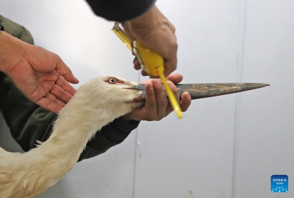 A staff member measures the beak length of an oriental white stork at Shenyang Raptor Rescue Center in Shenyang, northeast China's Liaoning Province, Jan. 5, 2024. Three oriental white storks were stranded in Shenyang during their migration due to injuries and food poisoning November, 2023. They were later rescued and sent for treatment at Shenyang Raptor Rescue Center.(Photo: Xinhua)