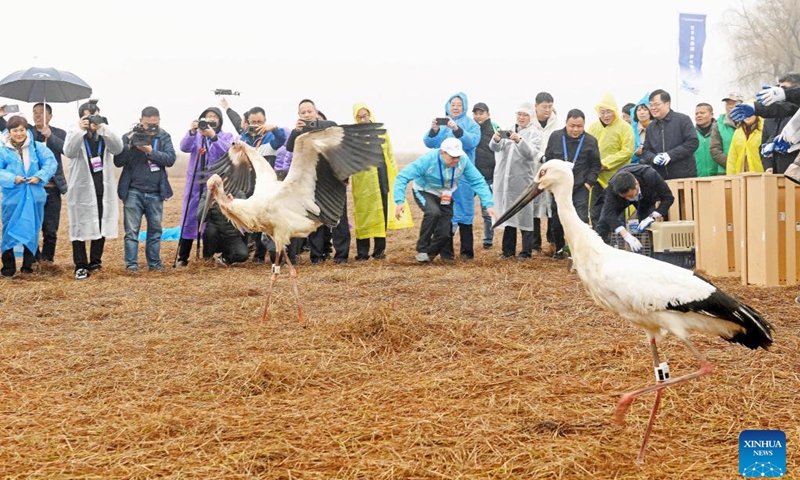 Staff members release oriental white storks and other birds into the wild at Poyang Lake Wetland Park in Poyang County of Shangrao City, east China's Jiangxi Province, Jan. 8, 2024. Three oriental white storks were stranded in Shenyang during their migration due to injuries and food poisoning November, 2023. They were later rescued and sent for treatment at Shenyang Raptor Rescue Center.(Photo: Xinhua)