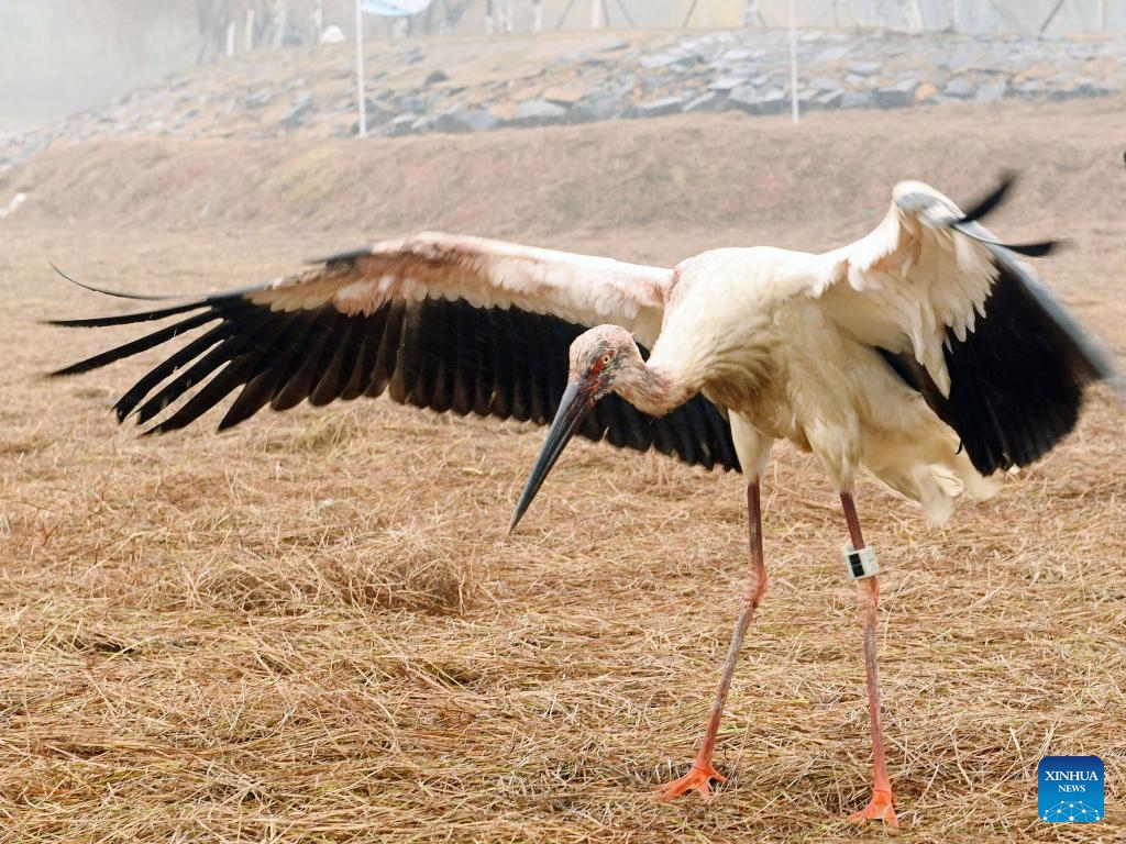 An oriental white stork prepares to take off at Poyang Lake Wetland Park in Poyang County of Shangrao City, east China's Jiangxi Province, Jan. 8, 2024. Three oriental white storks were stranded in Shenyang during their migration due to injuries and food poisoning November, 2023. They were later rescued and sent for treatment at Shenyang Raptor Rescue Center.(Photo: Xinhua)