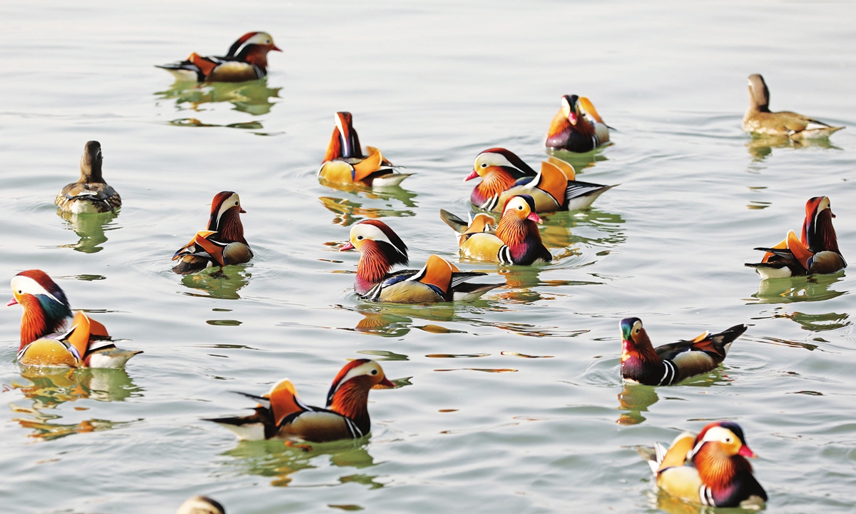 Flocks of mandarin ducks play under the sun in the West Lake in Hangzhou, East China's Zhejiang Province on January 9, 2024. Photo: IC