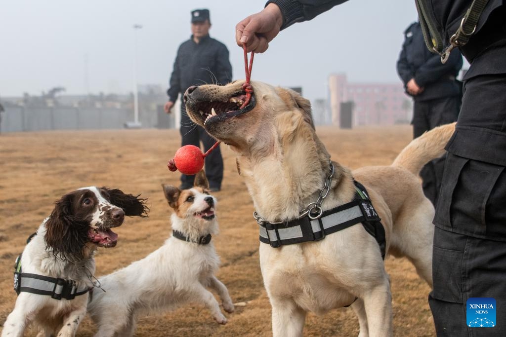 Trainers play with police dogs during a training session break in Huangshi, central China's Hubei Province, Jan. 10, 2024. A police dog unit of the public security bureau in Huangshi of Hubei carried out a training session on Wednesday in order to ensure the safety of the upcoming Spring Festival travel rush.(Photo: Xinhua)