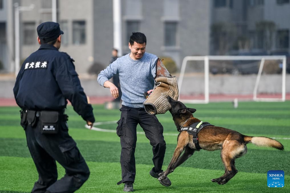 Trainers and a police dog take part in a training session in Huangshi, central China's Hubei Province, Jan. 10, 2024. A police dog unit of the public security bureau in Huangshi of Hubei carried out a training session on Wednesday in order to ensure the safety of the upcoming Spring Festival travel rush.(Photo: Xinhua)