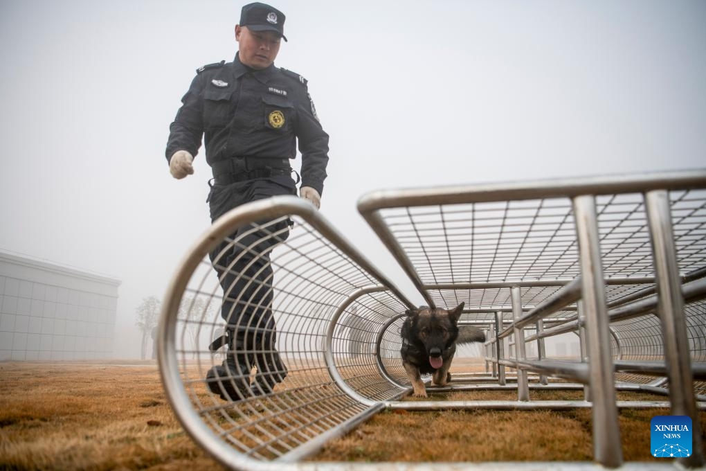 A trainer and a police dog take part in a training session in Huangshi, central China's Hubei Province, Jan. 10, 2024. A police dog unit of the public security bureau in Huangshi of Hubei carried out a training session on Wednesday in order to ensure the safety of the upcoming Spring Festival travel rush.(Photo: Xinhua)