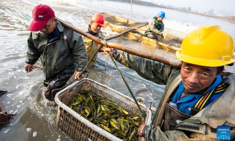 Fishermen carry fishes just caught in Yanhedi Village, Nanxian County, central China's Hunan Province, Jan. 13, 2024. Nanxian County saw busy winter fish catching by local fishermen at present to meet the demand of the market. The annual output of aquatic products in the county reached 162,000 tons in 2023. (Xinhua/Chen Sihan)