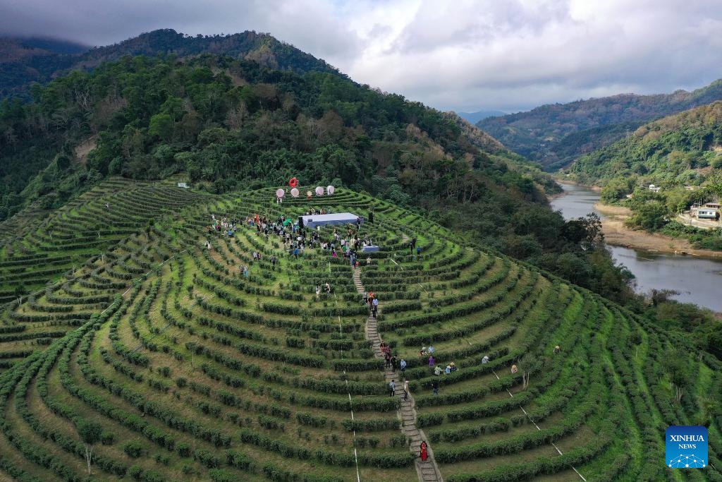 An aerial drone photo taken on Jan. 11, 2024 shows a tea garden in Wuzhishan, south China's Hainan Province. Harvest period for the early spring tea has arrived in Wuzhishan of Hainan Province.(Photo: Xinhua)