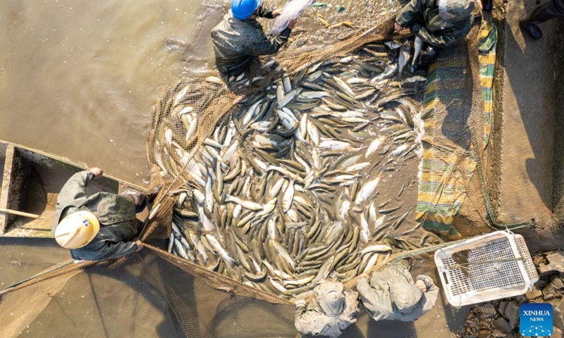 An aerial drone photo taken on Jan. 13, 2024 shows fishermen catching fishes in Yanhedi Village, Nanxian County, central China's Hunan Province. Nanxian County saw busy winter fish catching by local fishermen at present to meet the demand of the market. The annual output of aquatic products in the county reached 162,000 tons in 2023. (Xinhua/Chen Sihan)