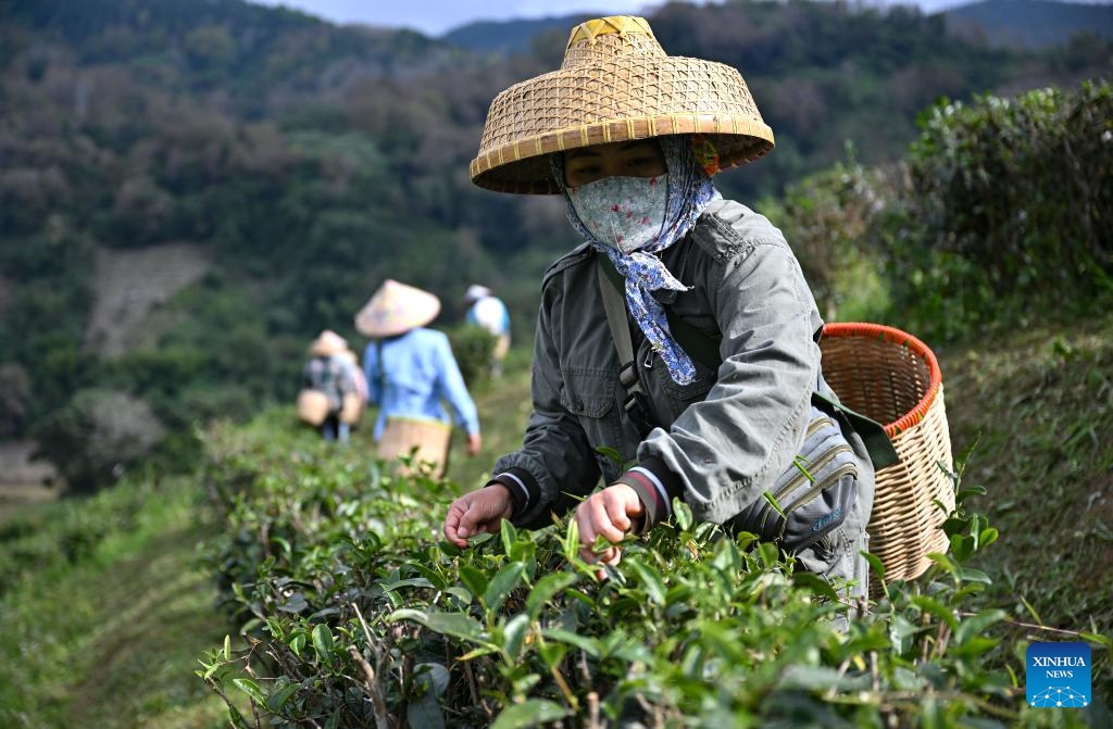 Farmers collect tea leaves at a tea garden in Wuzhishan, south China's Hainan Province, Jan. 11, 2024. Harvest period for the early spring tea has arrived in Wuzhishan of Hainan Province.(Photo: Xinhua)